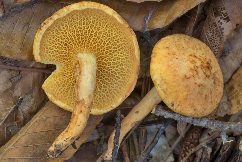 Bolete mushrooms Suillus decipiens on Kirby Trail in Big Thicket National Preserve. Warren, Texas, September 25, 2021