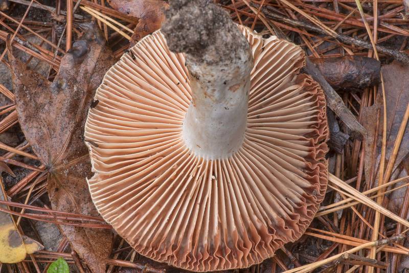 Gills of a mushroom Russula eccentrica on Caney Creek section of Lone Star Hiking Trail in Sam Houston National Forest north from Montgomery. Texas, November 28, 2021