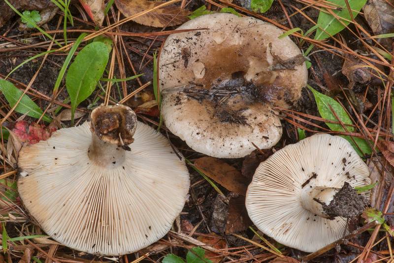 Brittlegill mushrooms <B>Russula eccentrica</B> on Caney Creek section of Lone Star Hiking Trail in Sam Houston National Forest north from Montgomery. Texas, <A HREF="../date-en/2021-11-28.htm">November 28, 2021</A>