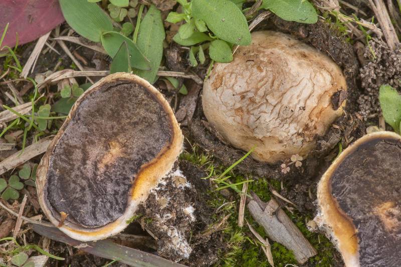 Potato earthball mushrooms (Scleroderma bovista)(?) under crape myrtle in College Station Cemetery. College Station, Texas, December 7, 2021