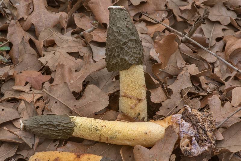Stinkhorn mushrooms <B>Phallus ravenelii</B> under oaks at North South Trailway in Lake Bastrop South Shore Park. Texas, <A HREF="../date-en/2021-12-25.htm">December 25, 2021</A>
