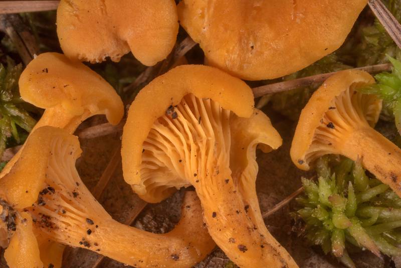 Small chanterelle mushrooms <B>Cantharellus tabernensis</B>(?) on Sand Branch Loop Trail in Sam Houston National Forest near Montgomery. Texas, <A HREF="../date-en/2022-04-30.htm">April 30, 2022</A>