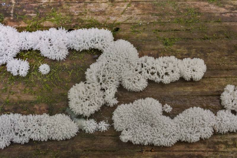 Close-up of honeycomb coral slime mold (<B>Ceratiomyxa fruticulosa</B>) on a large wet pine log on Caney Creek Trail (Little Lake Creek Loop Trail) in Sam Houston National Forest north from Montgomery. Texas, <A HREF="../date-en/2022-05-04.htm">May 4, 2022</A>