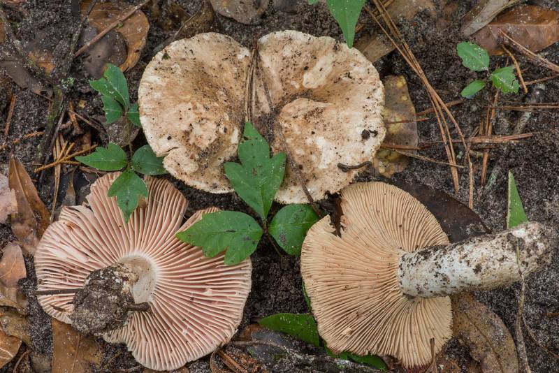 Brittlegill mushrooms Russula eccentrica (left) and Russula cortinarioides (right) on a mowed path in a forest in Little Thicket Nature Sanctuary. Cleveland, Texas, June 4, 2022