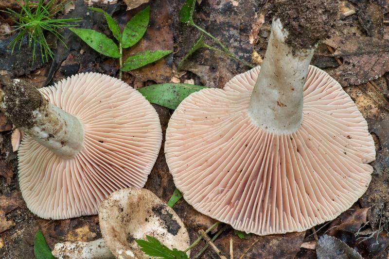 Large brittlegill mushrooms Russula eccentrica in Little Thicket Nature Sanctuary. Cleveland, Texas, June 4, 2022