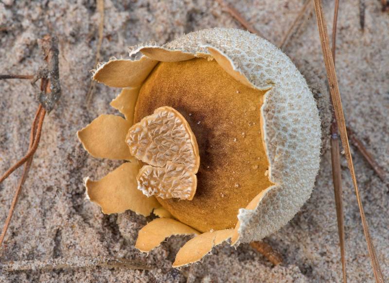 Mature peeling puffball mushroom (Lycoperdon marginatum) on a sandy track of FS 203 near Richards Loop Trail in Sam Houston National Forest. Texas, August 18, 2022