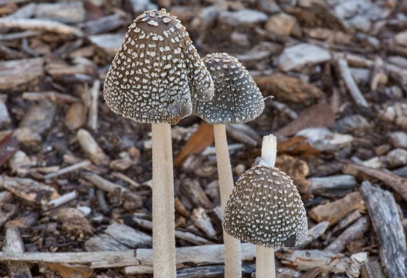 Magpie inkcap mushrooms (Coprinopsis picacea) on wood chips in Lick Creek Park. College Station, Texas, September 1, 2022