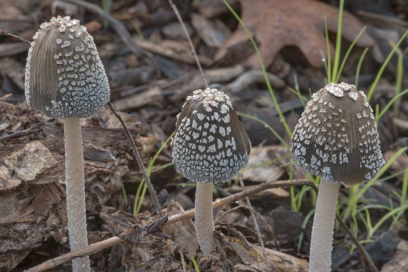 Magpie inkcap mushrooms (<B>Coprinopsis picacea</B>) on wood chips in Lick Creek Park. College Station, Texas, <A HREF="../date-en/2022-09-06.htm">September 6, 2022</A>