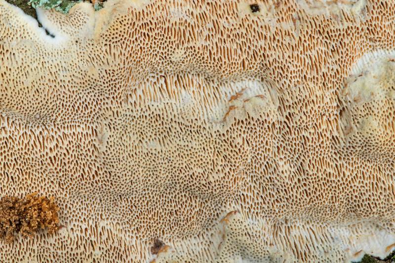 Pore surface of resupinate polypore mushroom Perenniporia phloiophila on bark of a fallen branch of live oak at Lake Somerville Trailway near Birch Creek Unit of Somerville Lake State Park. Texas, January 1, 2023