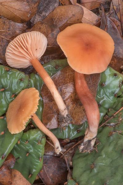 Side view of deceiver mushrooms (<B>Laccaria laccata</B>) in Lick Creek Park. College Station, Texas, <A HREF="../date-en/2023-02-03.htm">February 3, 2023</A>