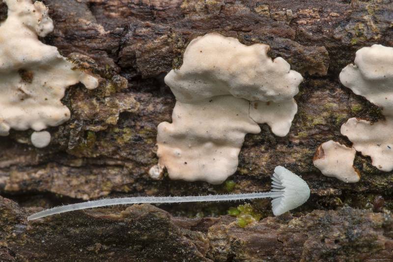Crust fungus Dendrothele candida on a fallen oak together with <B>Mycena chloroxantha</B> var. appalachienensis (Mycena sect. Sacchariferae) on Richards Loop Trail in Sam Houston National Forest. Texas, <A HREF="../date-en/2023-04-08.htm">April 8, 2023</A>