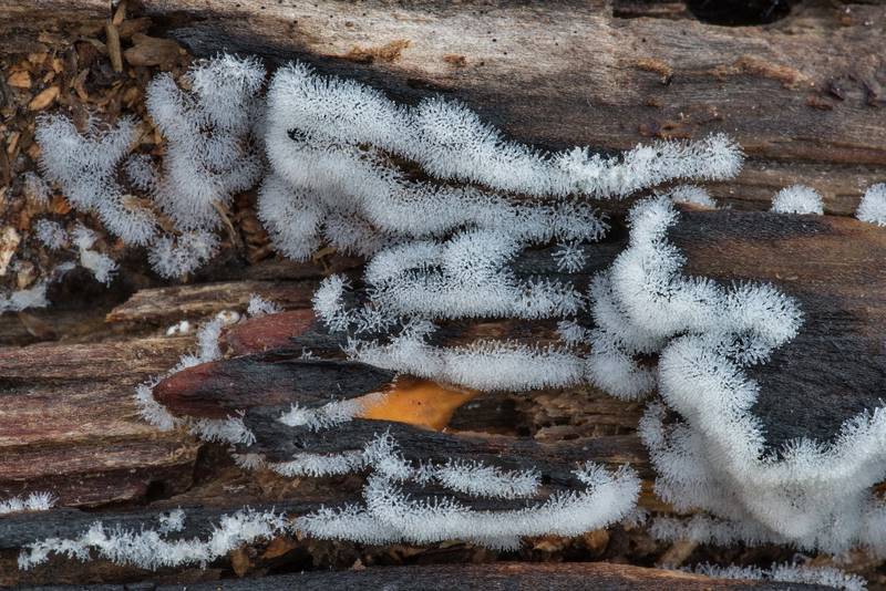 Coral slime mold (Ceratiomyxa fruticulosa) on a fallen oak on Stubblefield section of Lone Star hiking trail north from Trailhead No. 6 in Sam Houston National Forest. Texas, April 11, 2023