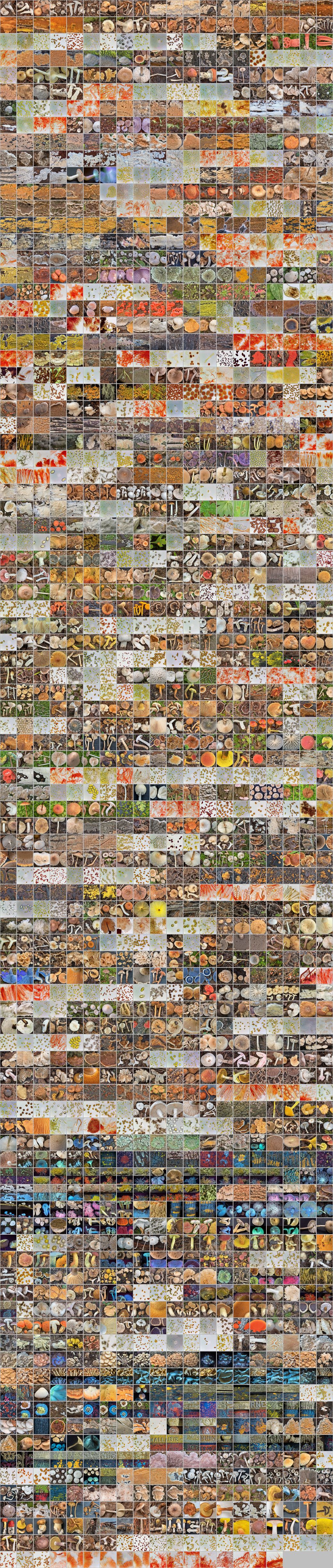 Photomontage of pictures of mushrooms in Russia. Year 2024