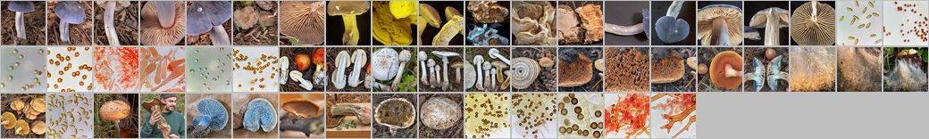 Photomontage of pictures of mushrooms in Russia. Year 2025