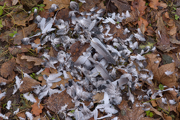 Feathers of birds near 11-th Parade Alley in Pavlovsk Park. Pavlovsk, suburb of Saint Petersburg, Russia, November 1, 2016